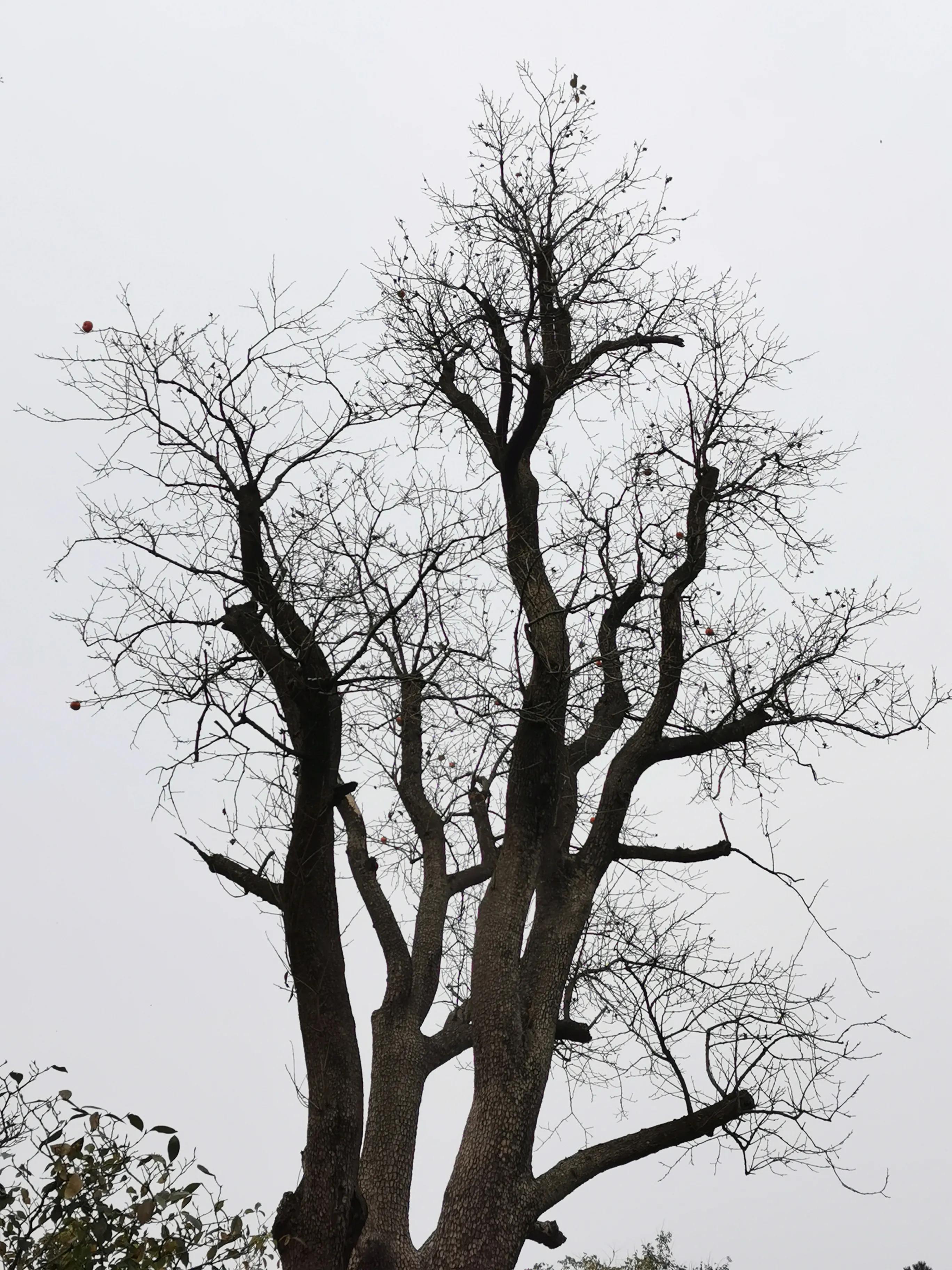 青岛崂山石老人观光园免门票吗,青岛石老人观光园景点图片