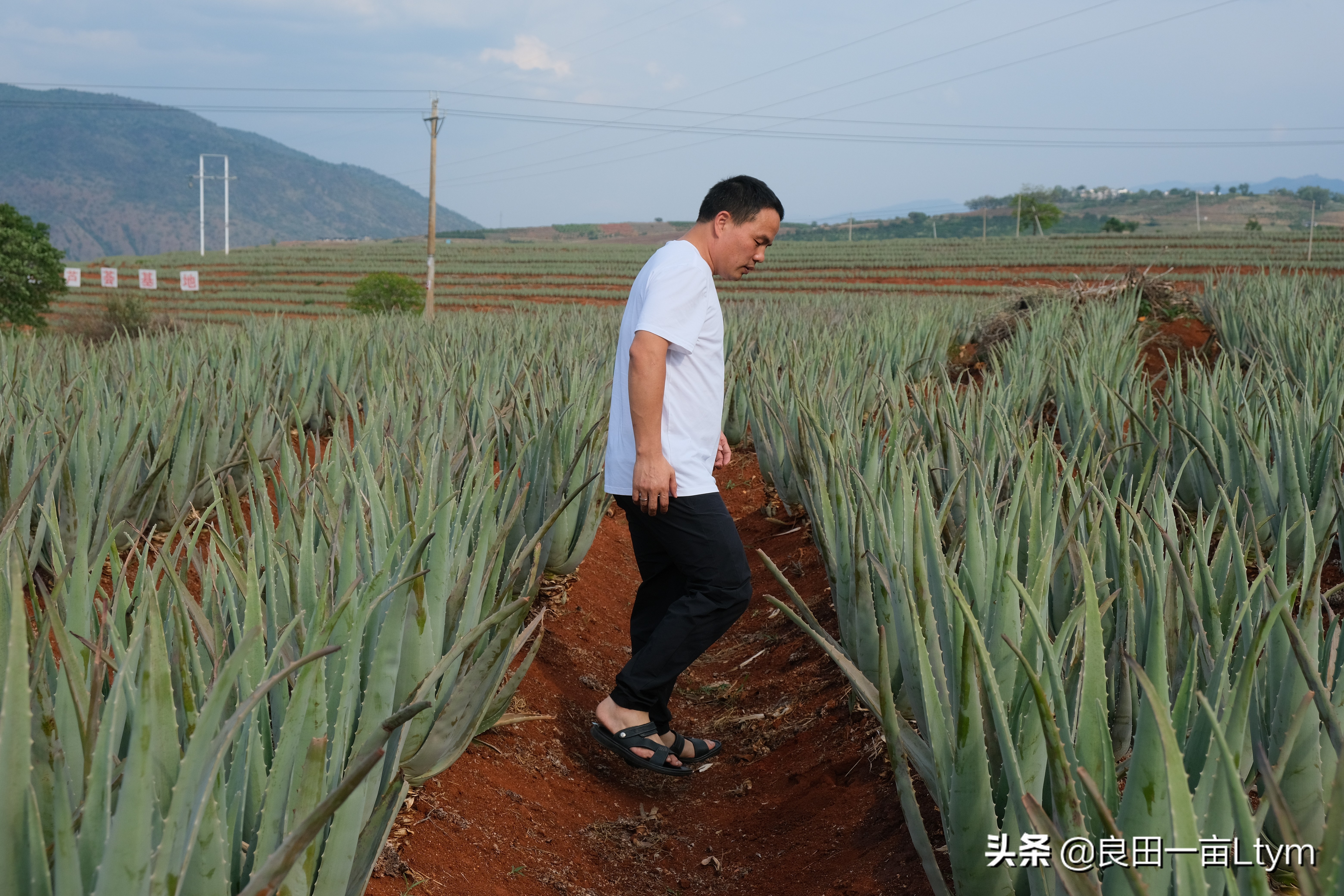 云南天然芦荟护肤品舒缓调理 (云南元江万亩芦荟基地的芦荟水)