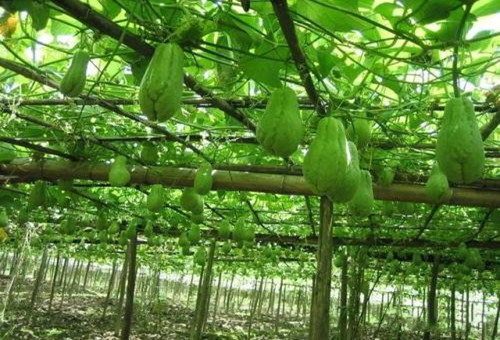 外形特殊被炒作，市场上卖十元一斤，农民却销售无门，问题在哪里