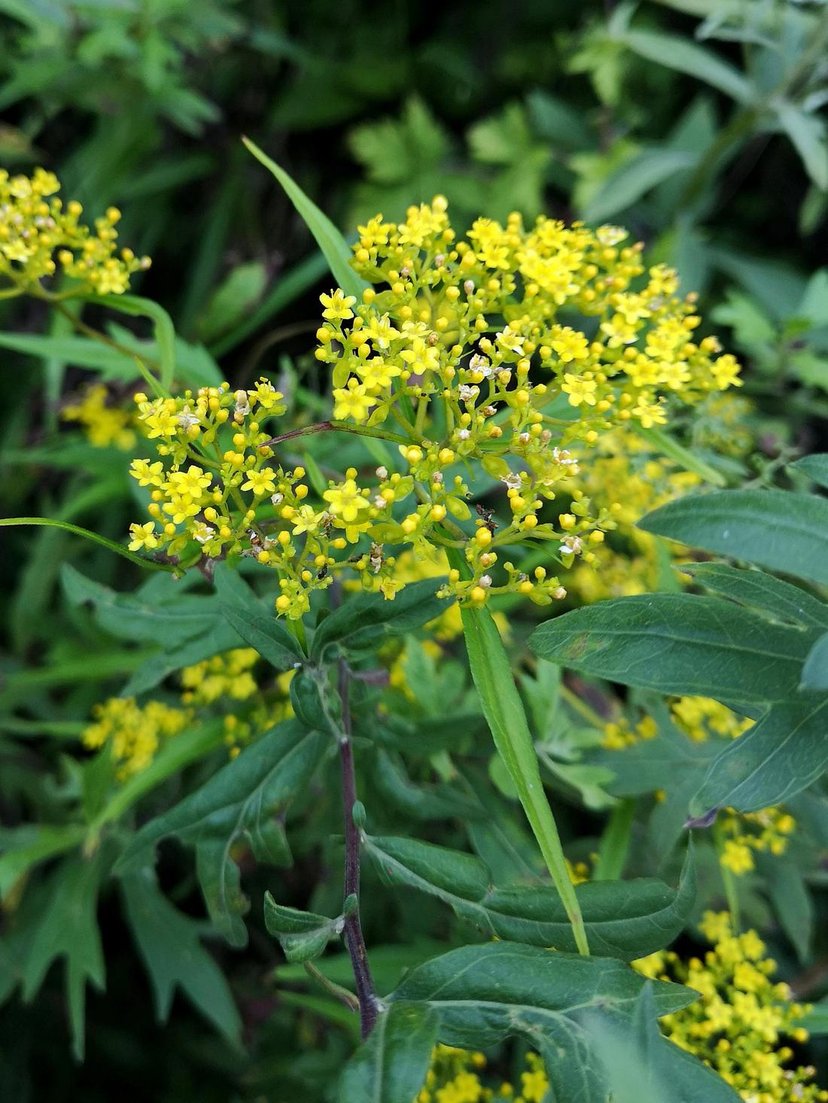 败酱草属于什么类,败酱是什么