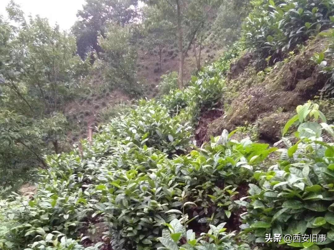 无拙庄主简介,无拙