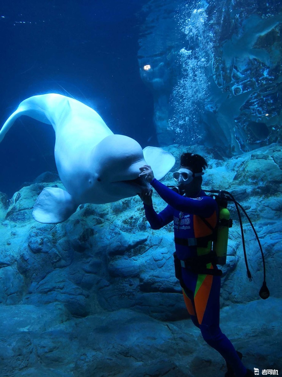 珠海长隆海洋王国亲子游攻略,珠海长隆海洋王国攻略亲子游
