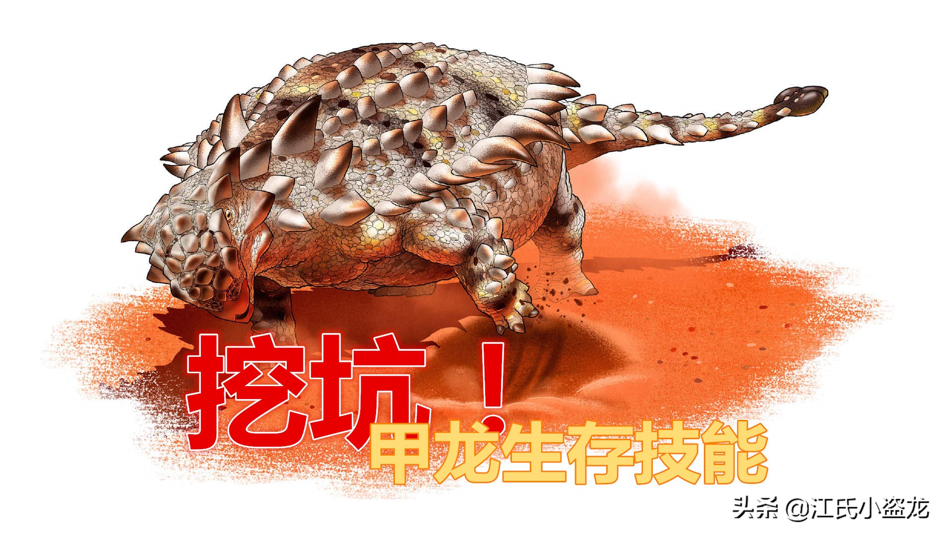 甲龙特殊形态,甲龙成年形态