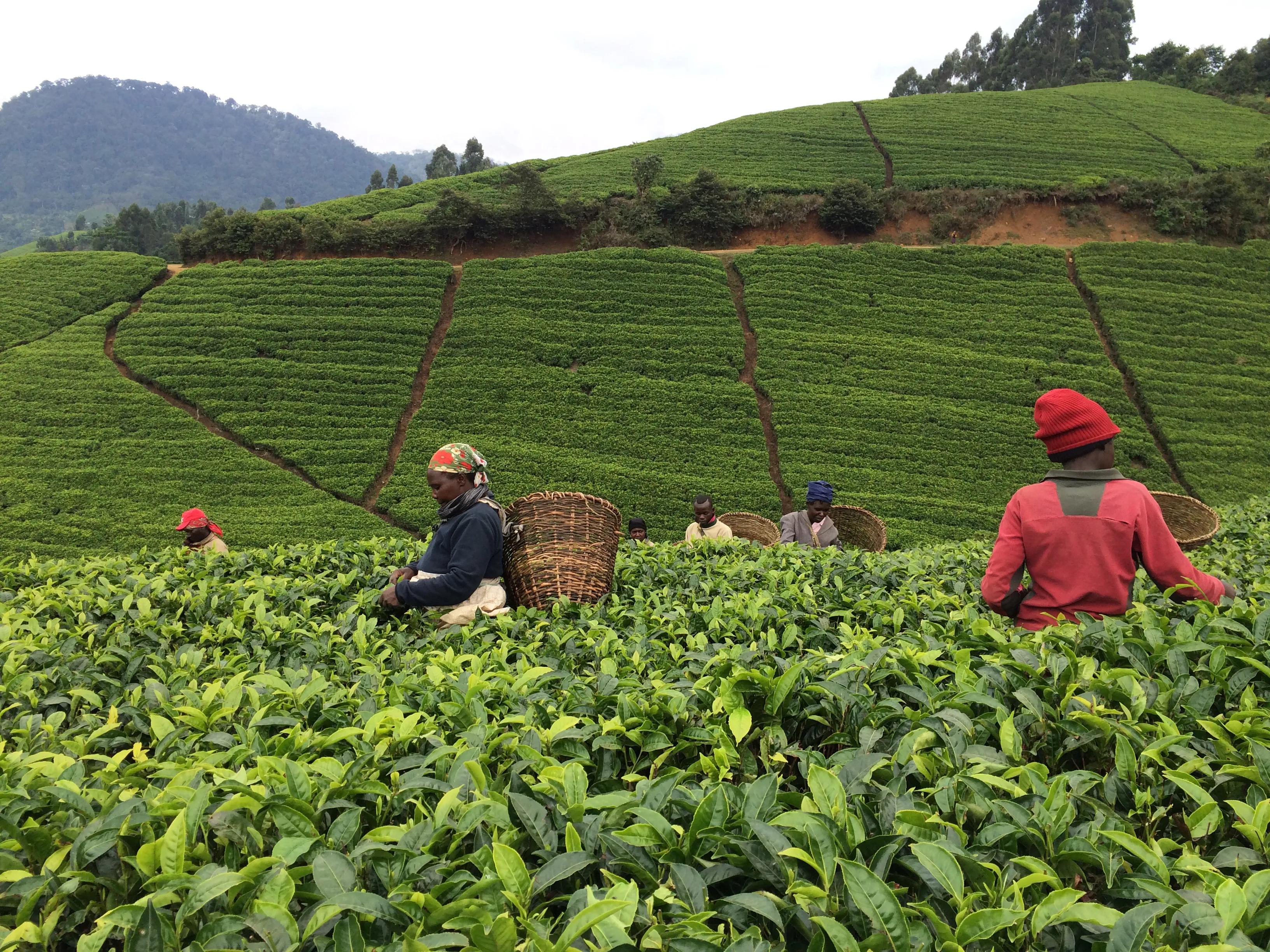 肯尼亚红茶为啥是小颗粒,肯尼亚红茶和中国红茶区别