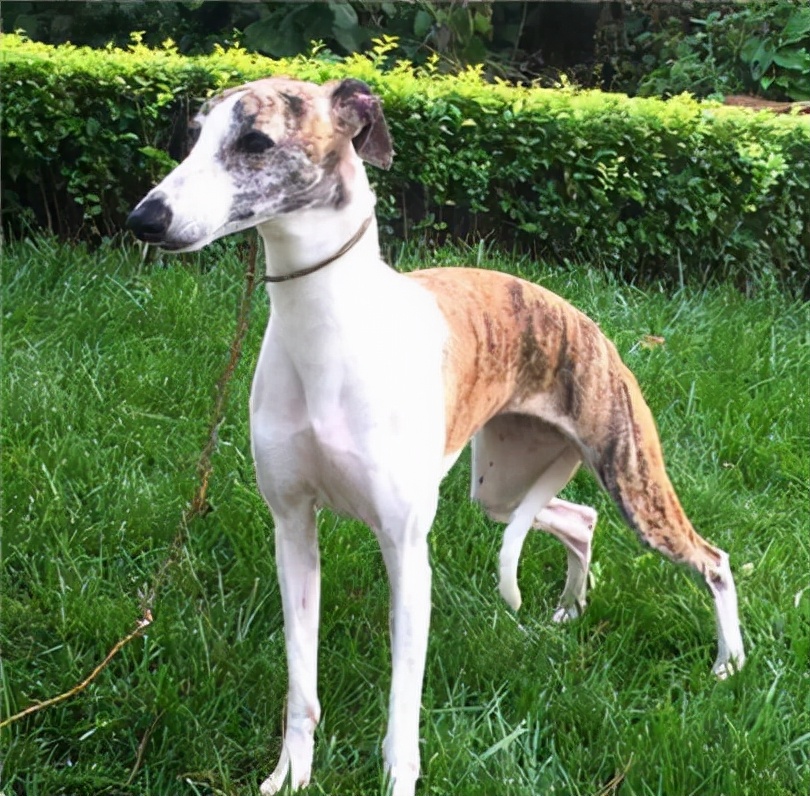 狗狗买什么品种最合适,怎么给狗狗选择宠物狗品种