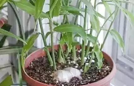生姜的盆栽方法,生姜盆栽最佳时间