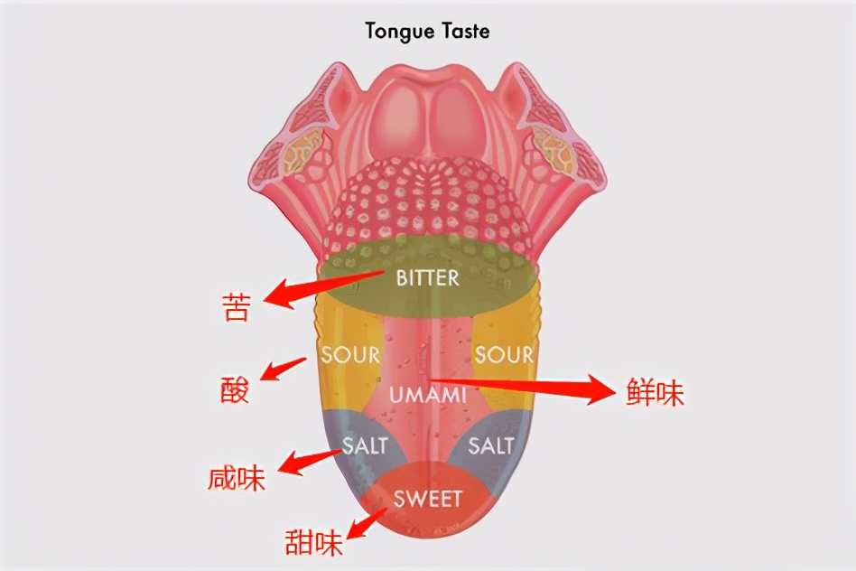 一文读懂葡萄酒杯和醒酒器,葡萄酒醒酒器的正确使用方式
