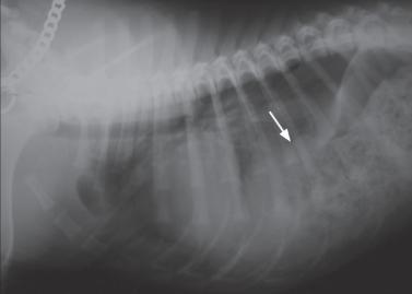 犬膈疝,犬膈疝最佳治疗方法