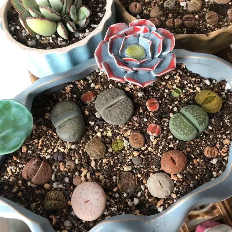 新手小白入坑多肉必看攻略,多肉新手入坑必备指南