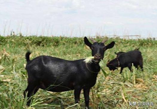 种羊淘汰,种羊要断尾吗