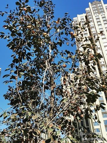 都是杮子惹的祸!从树上掉下弄脏便道还不易清理相关部门表示尽快清理!