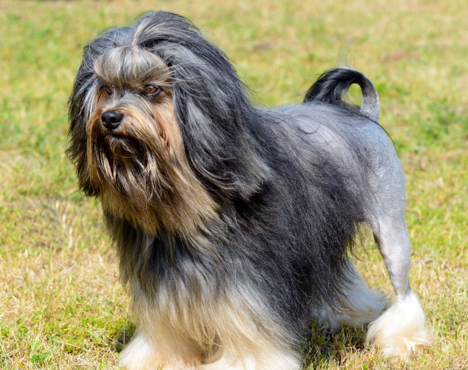 适合老年人养的狗排行榜,适合老人养的狗好养活的品种