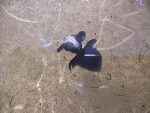 鱼缸接二连三死鱼要不要翻缸,鱼缸里鱼时不时死一条