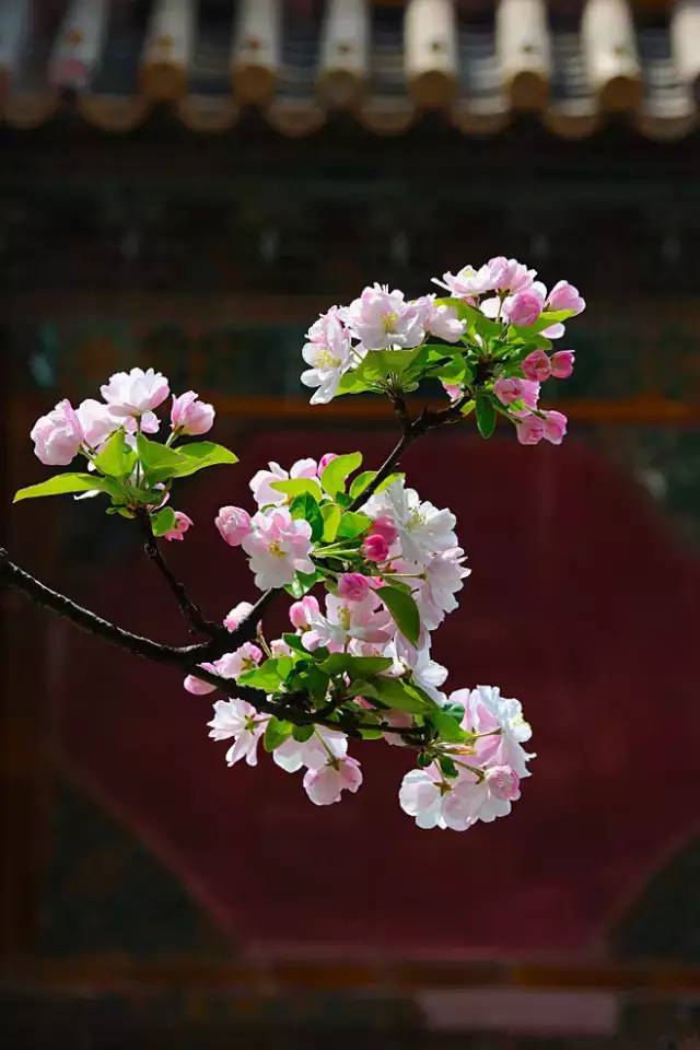 赏花时间表,赏花季节及图片