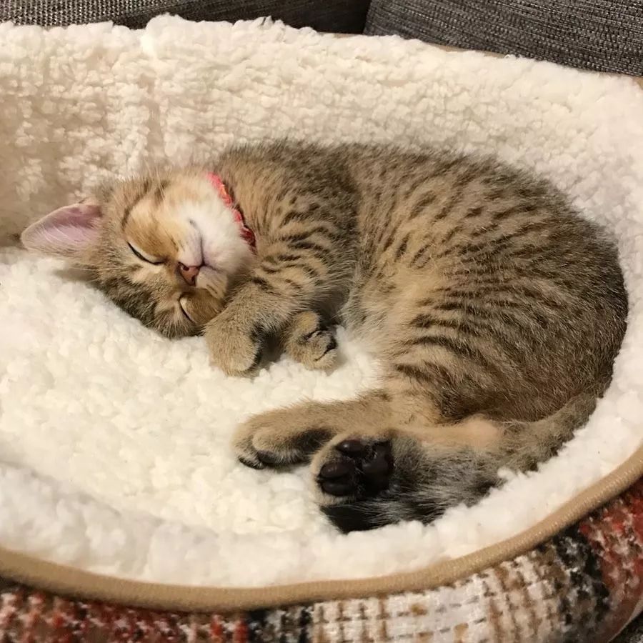 小奶猫成精睡姿萌化,一只成精的猫咪这睡姿太可怕了