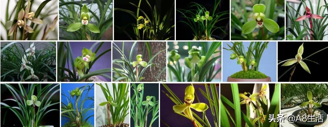 2019蕙兰端梅价格,每日一品花卉