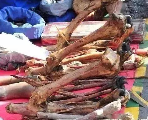 一个人在边境“河口”火车站边，遇假藏民售卖虎鞭、泡制方法