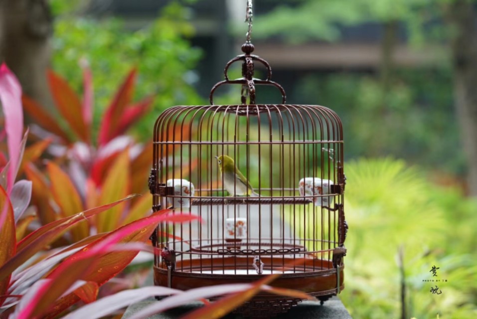 一个闲字一个鸟字读什么,一个闲一个木字念什么