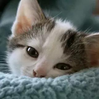 宠物生活节南京,南京宠物文化节活动