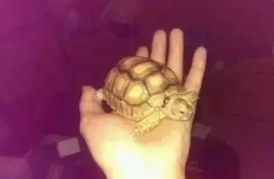 重口味慎入！美女玩起了大肉虫子，竟盘得又红又亮！