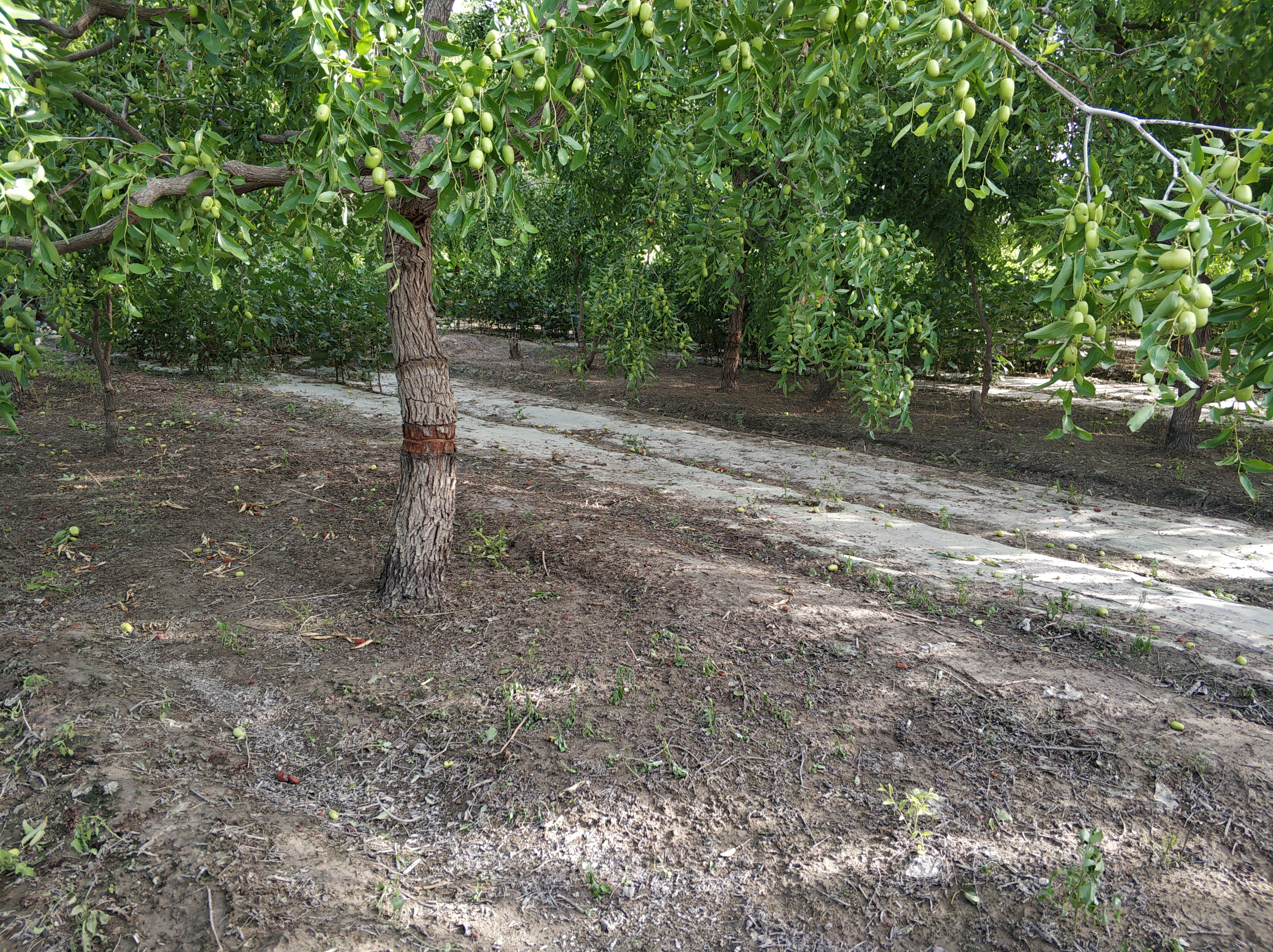 红枣树只开花不结果,红枣树开花不结果要打什么药