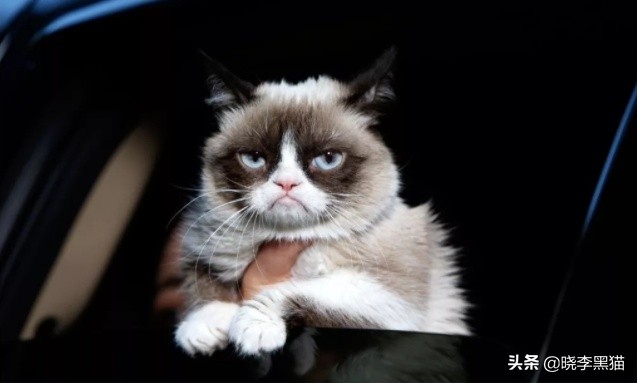 猫咪能看到鬼吗,猫咪能看到灵异东西吗