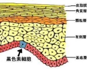 慢性乙肝脸色越来越黑,慢性乙肝脸发黑要怎样调理
