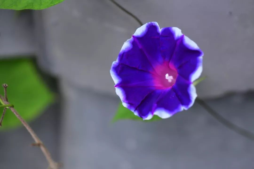 肿瘤与糖尿病——浅谈中医的认识学（诺贝尔奖医学峰会实录）