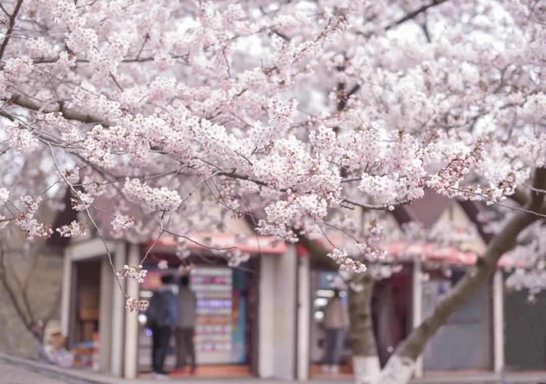 旅行清单青岛,青岛旅游攻略结束语