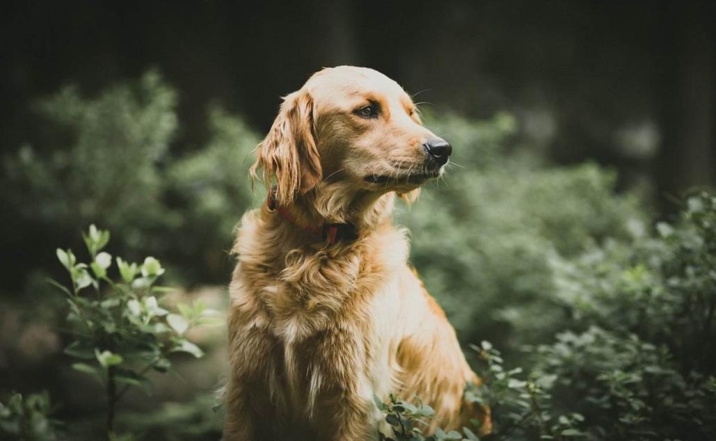 家里的狗狗掉毛毛应该怎么弄,狗狗毛发褪色怎么回事如何解决