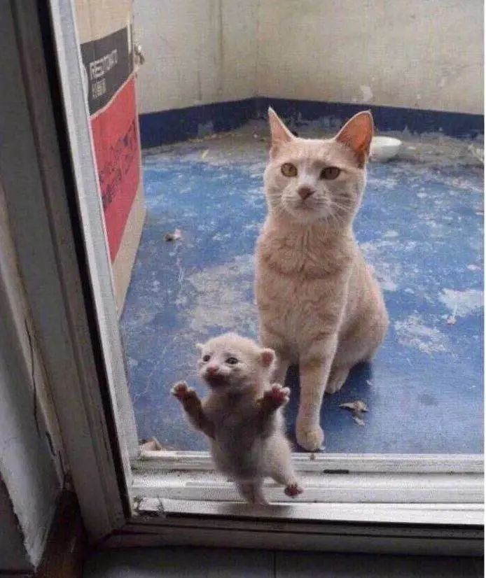 猫圈玄学,十橘九渣