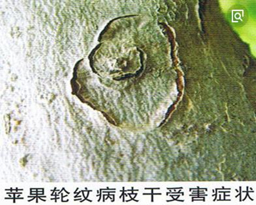 苹果轮纹病治理措施,苹果轮纹病怎么治疗最好