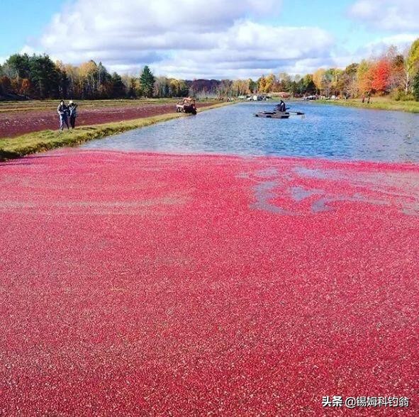 蔓越莓小知识,蔓越莓的秘密