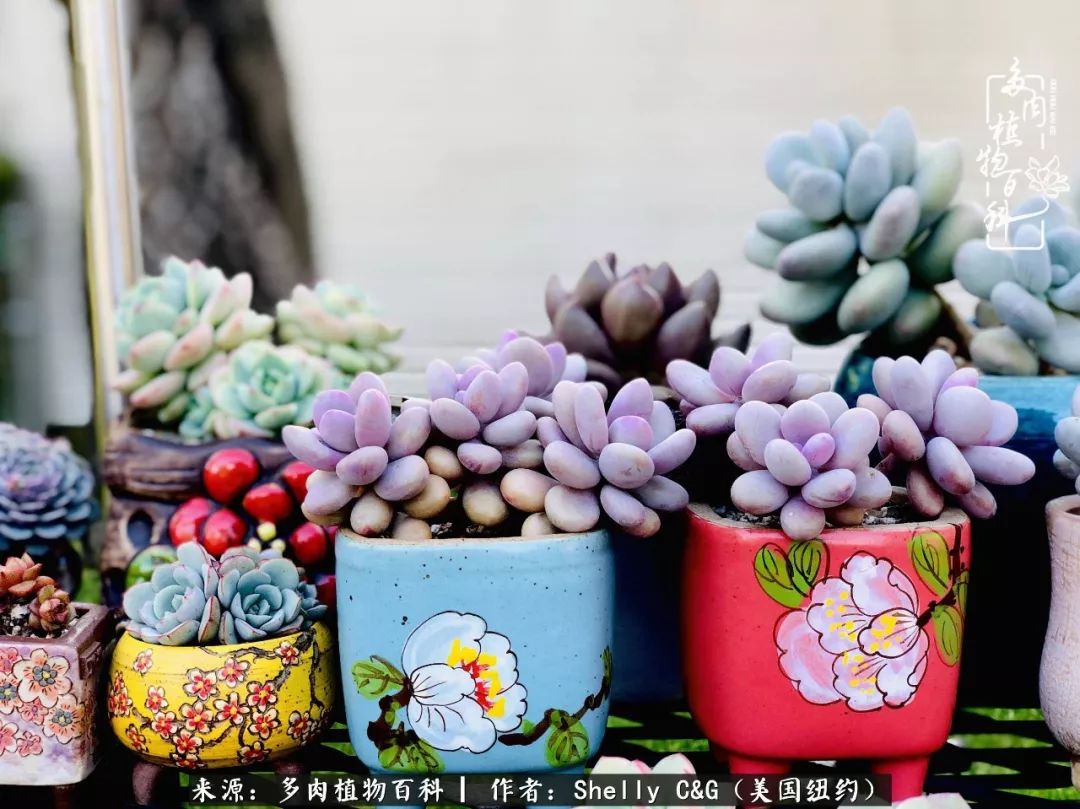 美国纽约有多少华裔人,美国纽约有多少个华人