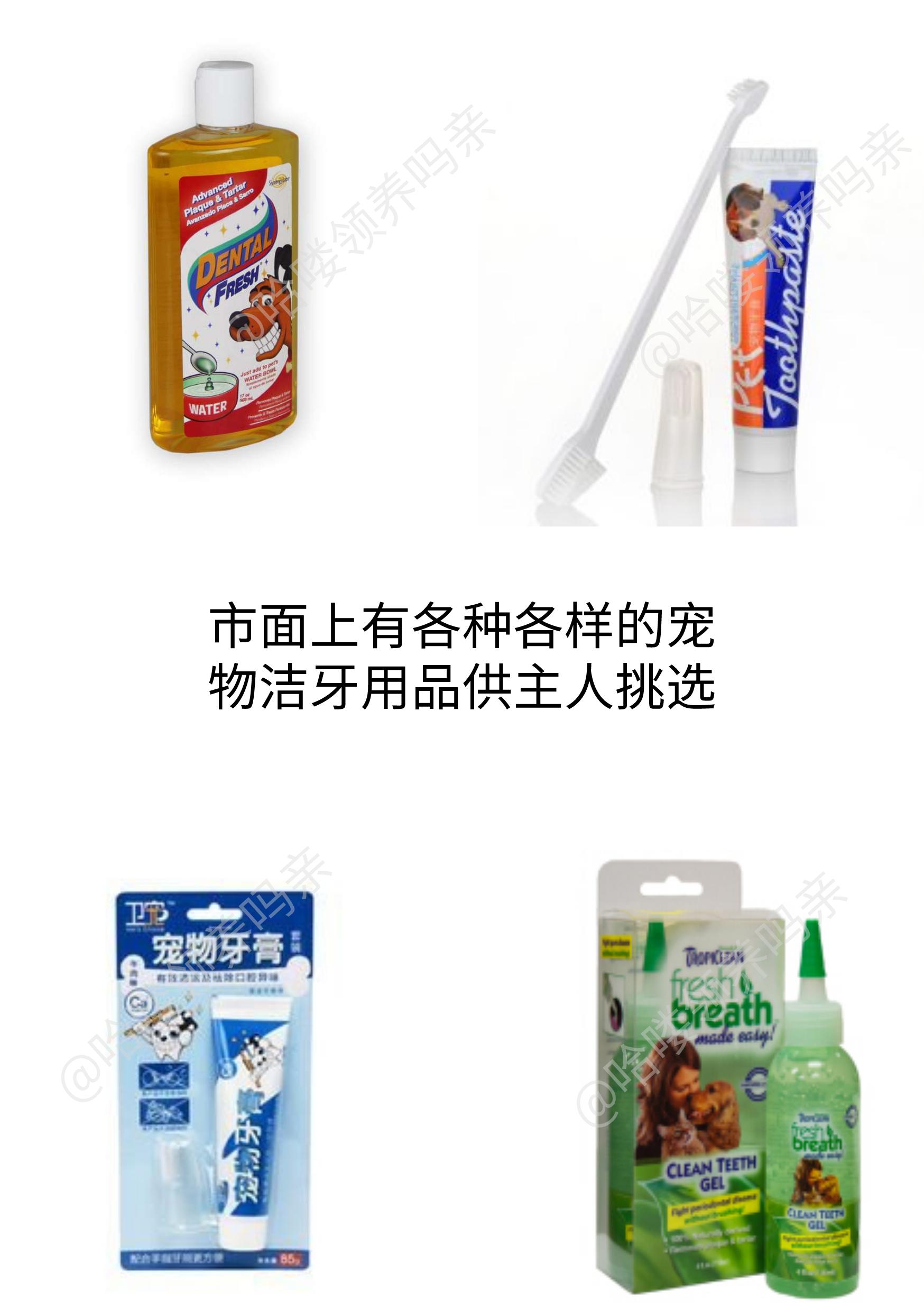 狗狗换牙期间怎么帮助清理牙齿,狗狗如何保护牙齿健康