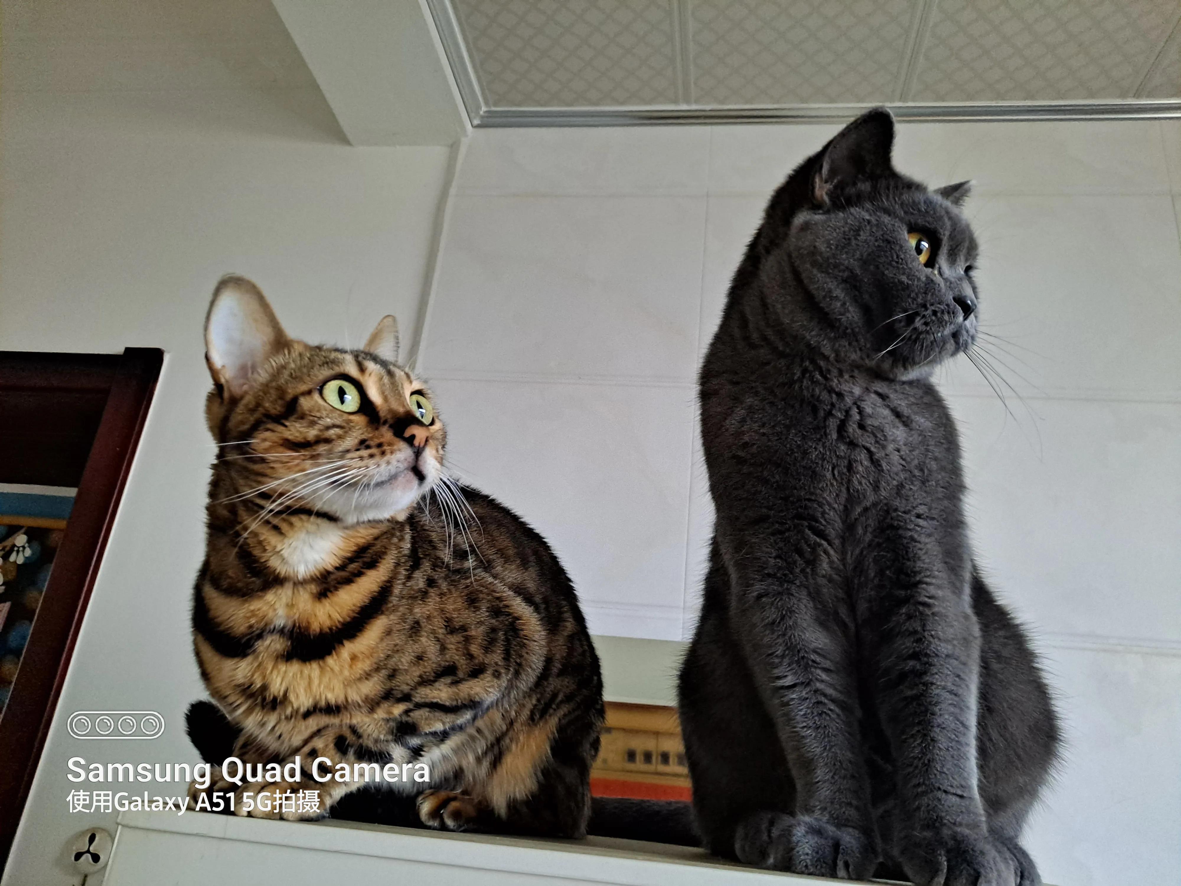 三只小猫的故事,三只小猫的故事感想