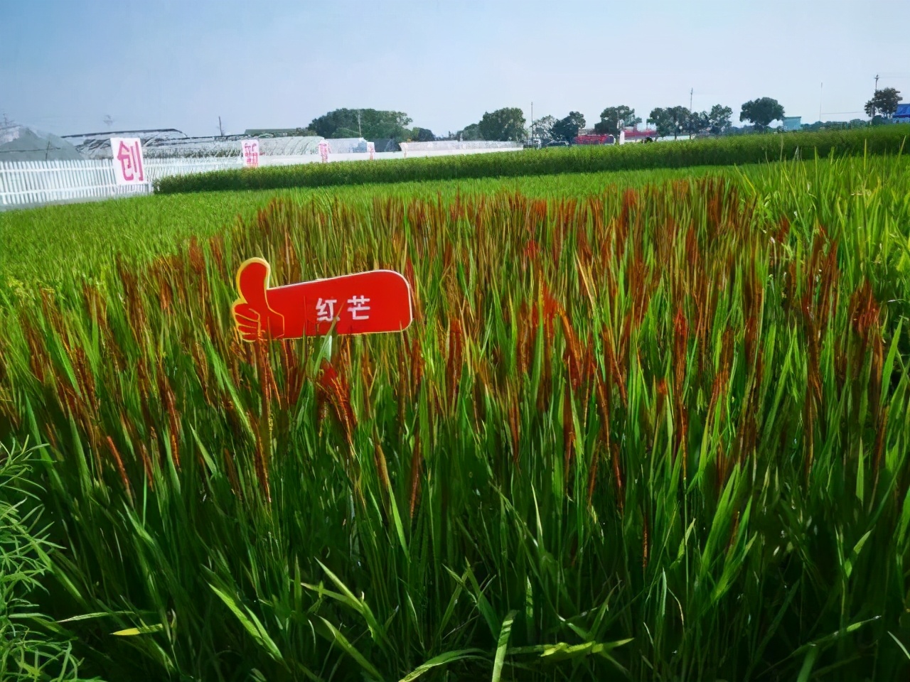 稻田玩出新花样,农田玩出新花样