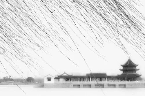 描写冬天柳树的优美句子,诗词赏析及知识普及