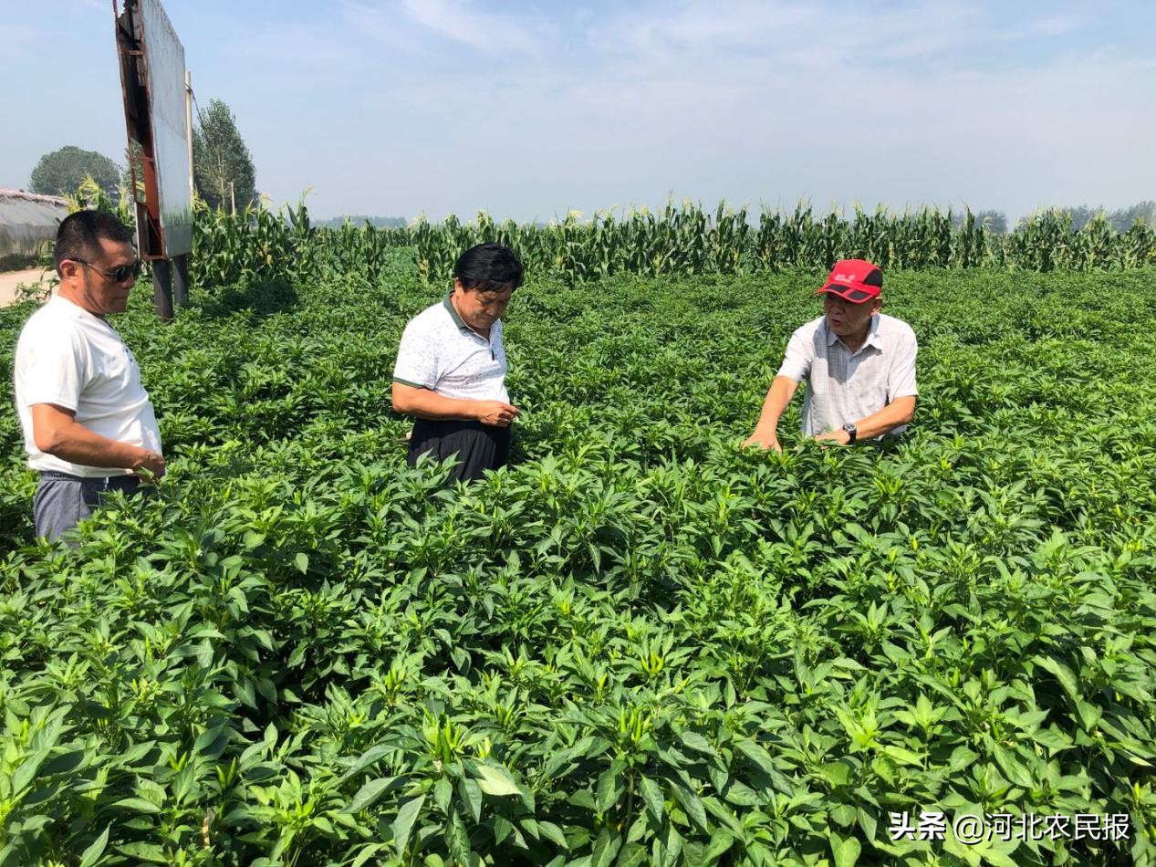 高效农业种植模式：备受农业专业合作社、农机专业户和包地大户青睐，让更多人受益