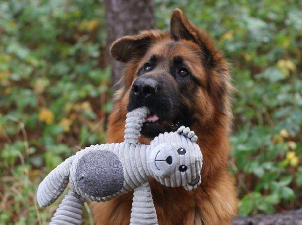 德国牧羊犬凶吗,德国牧羊犬凶不凶