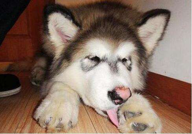 宠物狗舔爪子是什么原因,宠物狗一直舔脚是怎么了