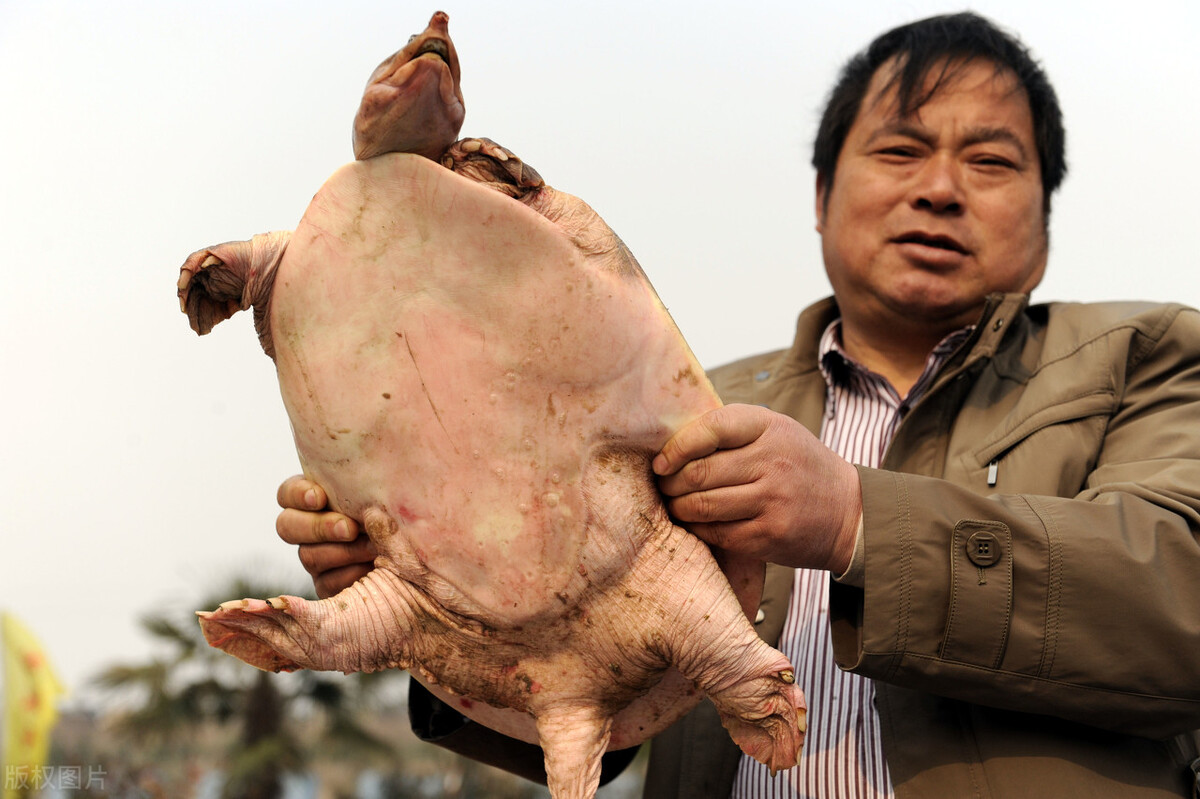 甲鱼在美国泛滥,哪个国家甲鱼泛滥了