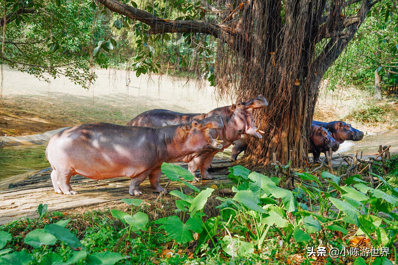 寒假广州长隆三天两夜亲子游攻略,带孩子广州长隆旅游攻略