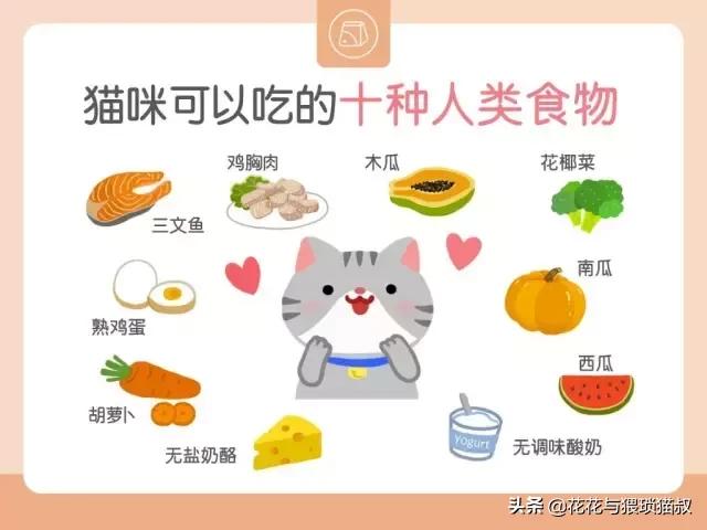 自制好吃猫粮,自制猫粮最简单方法