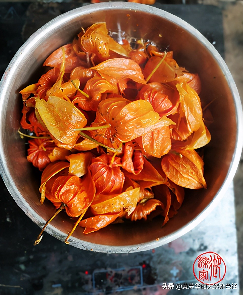 草药红姑娘,植物红姑娘的功效