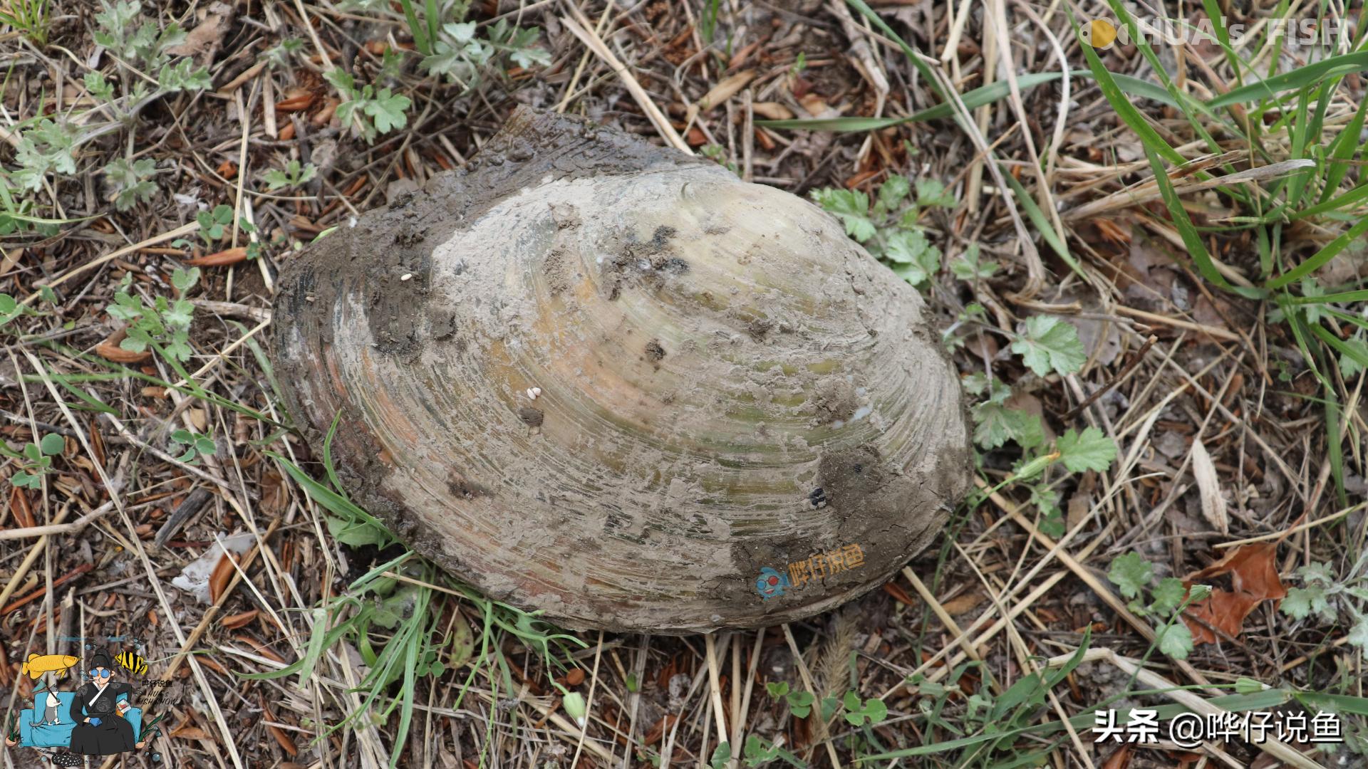 河里抓的河蚌能放到龟缸里吗,河蚌可以放鱼缸里跟鱼一起养吗