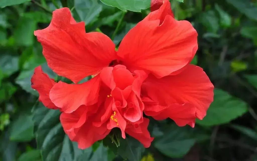 世界各国的国花集锦惊艳,世界各国国花大全