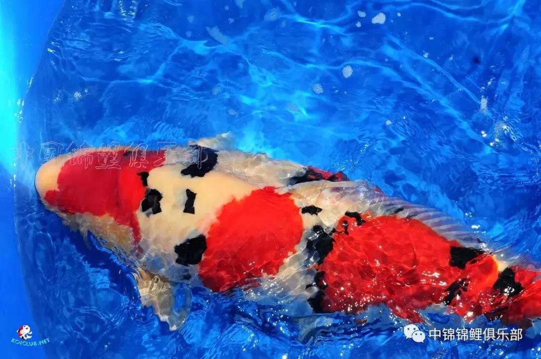 养巨鲤的正确方法图解,养鲤技术教程大全