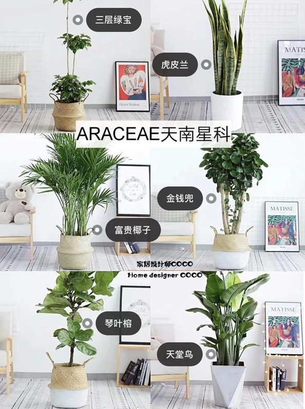 极简风格绿植店铺推荐,适合在卧室养的植物店铺