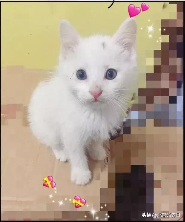 #领养代替购买#给它们一个家|线上宠物领养日,20190608加场